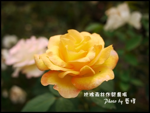 20241125-py817