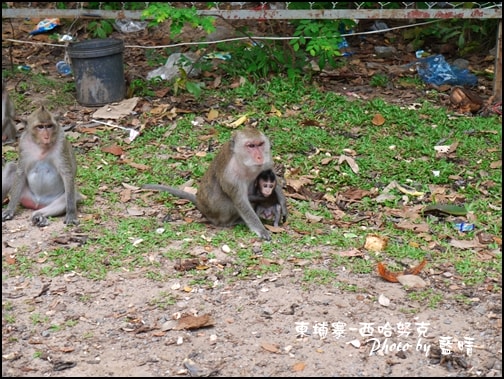 08-002-西哈努克隨拍-猴子.jpg