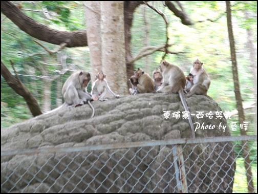 08-003-西哈努克隨拍-猴子.jpg