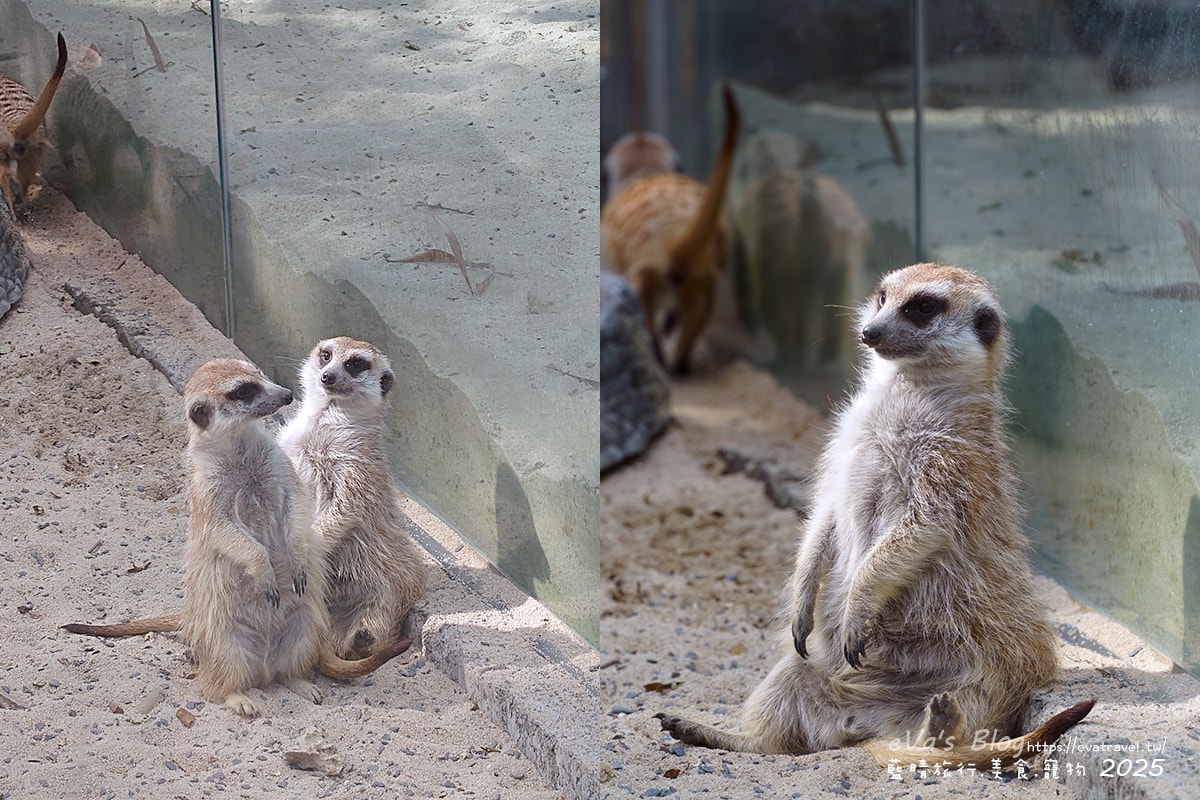 【高雄景點】壽山動物園,園區提供付費小火車搭乘遊園也設置天空廊道與下沉式觀察廊道可以從不同的角度來看動物們不同的一面,究竟是看動物?還是給動物看?。高雄親子旅遊 - 第19張圖