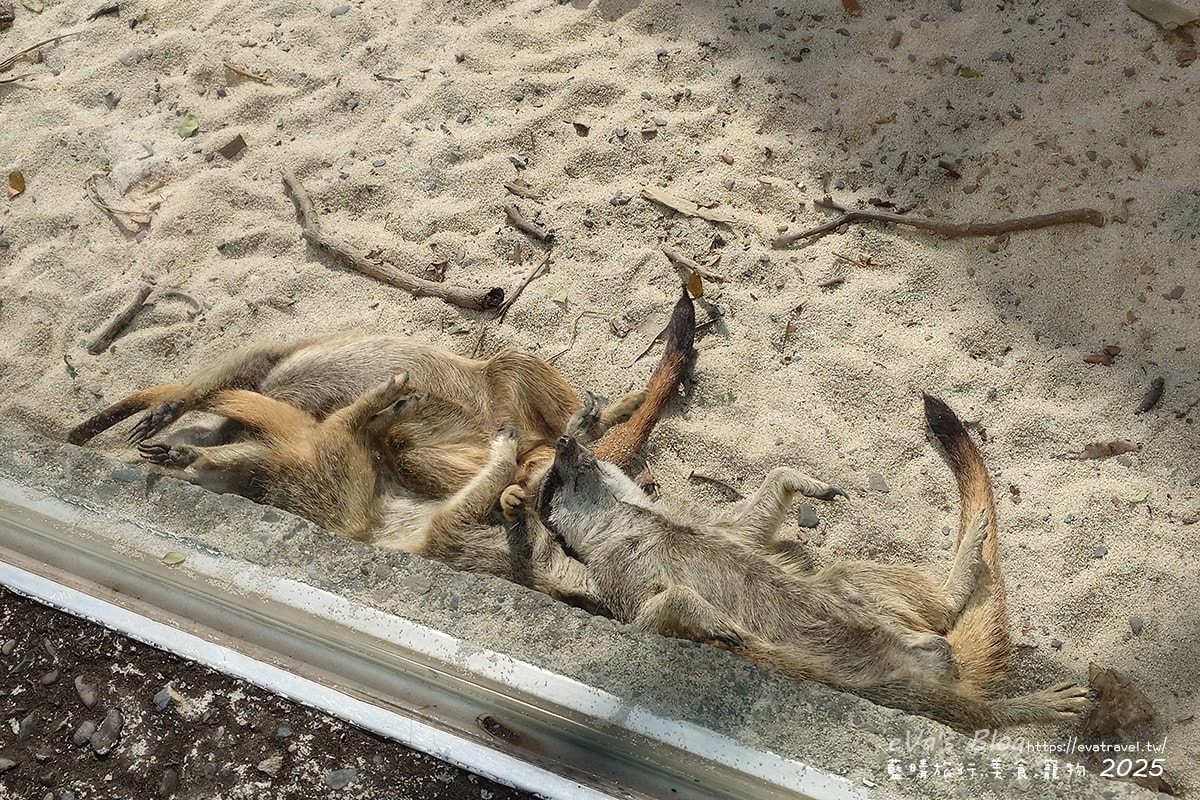 【高雄景點】壽山動物園,園區提供付費小火車搭乘遊園也設置天空廊道與下沉式觀察廊道可以從不同的角度來看動物們不同的一面,究竟是看動物?還是給動物看?。高雄親子旅遊 - 第20張圖
