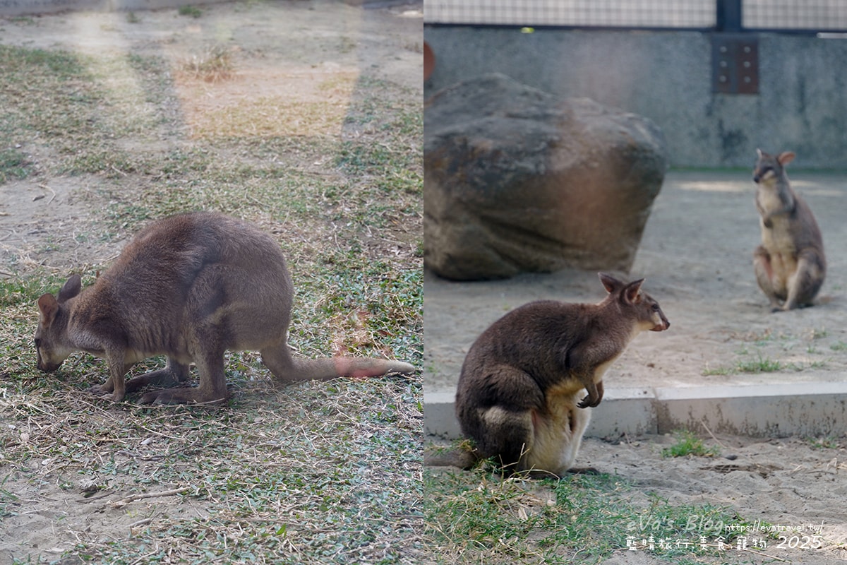 【高雄景點】壽山動物園,園區提供付費小火車搭乘遊園也設置天空廊道與下沉式觀察廊道可以從不同的角度來看動物們不同的一面,究竟是看動物?還是給動物看?。高雄親子旅遊 - 第21張圖