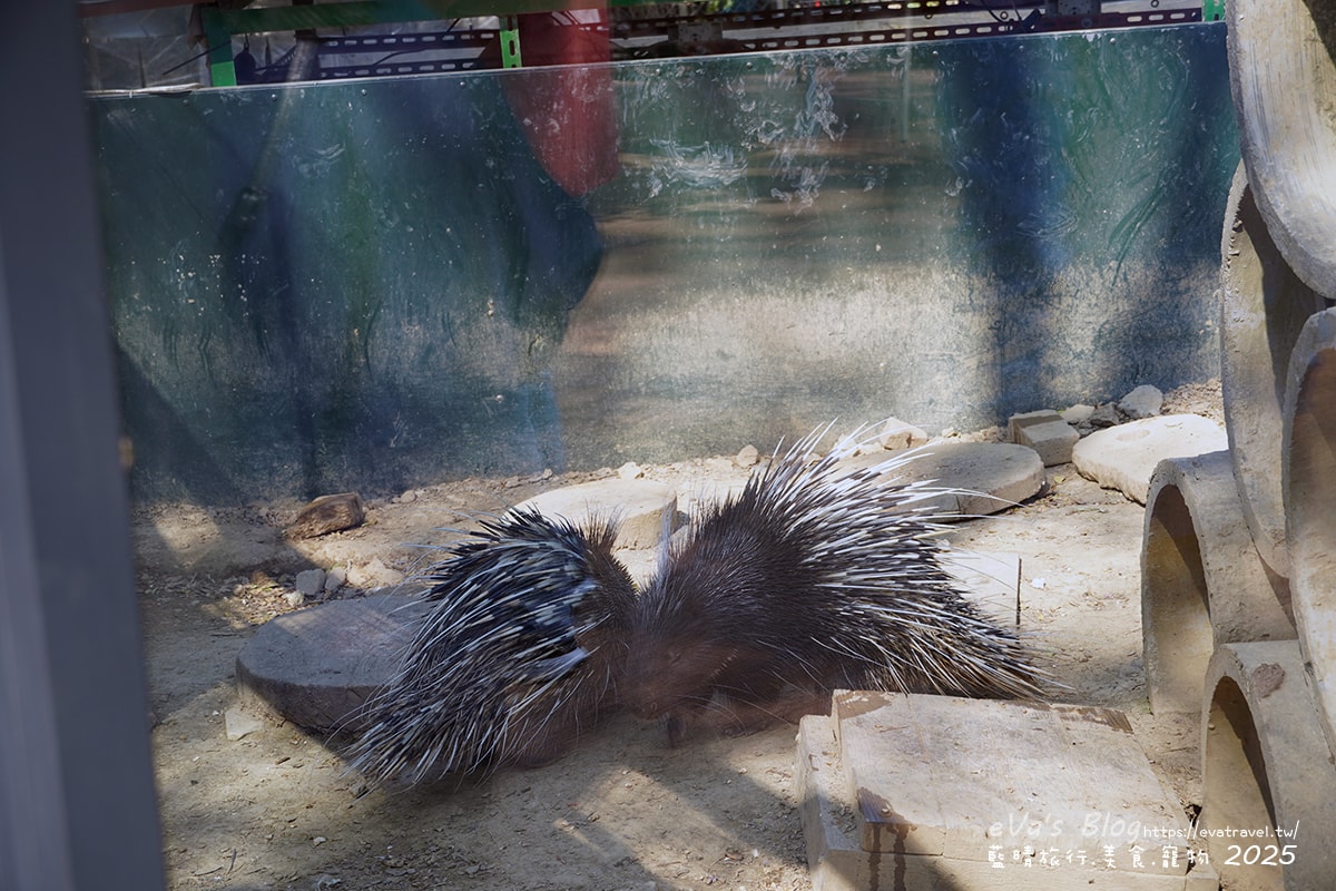 【高雄景點】壽山動物園,園區提供付費小火車搭乘遊園也設置天空廊道與下沉式觀察廊道可以從不同的角度來看動物們不同的一面,究竟是看動物?還是給動物看?。高雄親子旅遊 - 第22張圖