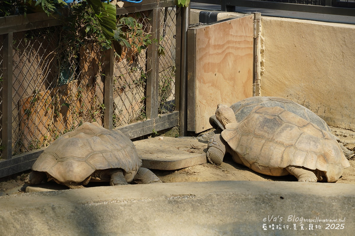 【高雄景點】壽山動物園,園區提供付費小火車搭乘遊園也設置天空廊道與下沉式觀察廊道可以從不同的角度來看動物們不同的一面,究竟是看動物?還是給動物看?。高雄親子旅遊 - 第23張圖