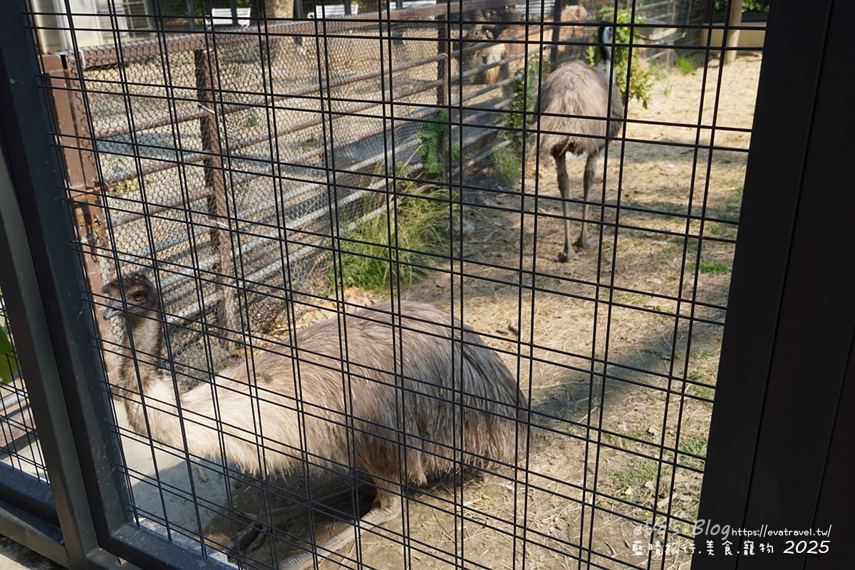 【高雄景點】壽山動物園,園區提供付費小火車搭乘遊園也設置天空廊道與下沉式觀察廊道可以從不同的角度來看動物們不同的一面,究竟是看動物?還是給動物看?。高雄親子旅遊 - 第24張圖