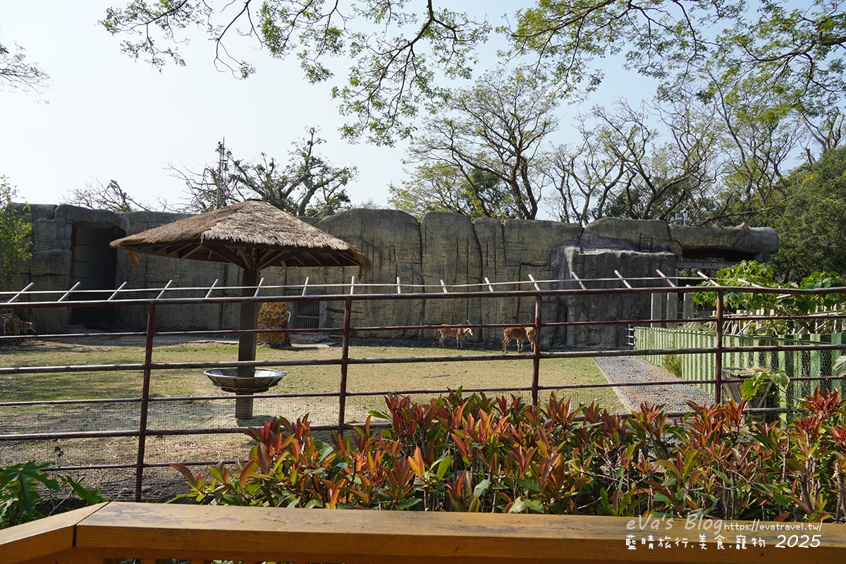 【高雄景點】壽山動物園,園區提供付費小火車搭乘遊園也設置天空廊道與下沉式觀察廊道可以從不同的角度來看動物們不同的一面,究竟是看動物?還是給動物看?。高雄親子旅遊 - 第33張圖