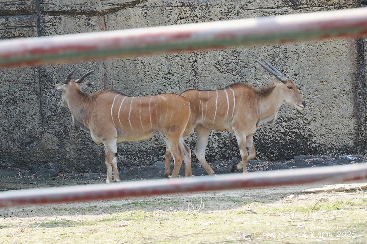 【高雄景點】壽山動物園,園區提供付費小火車搭乘遊園也設置天空廊道與下沉式觀察廊道可以從不同的角度來看動物們不同的一面,究竟是看動物?還是給動物看?。高雄親子旅遊 - 第34張圖