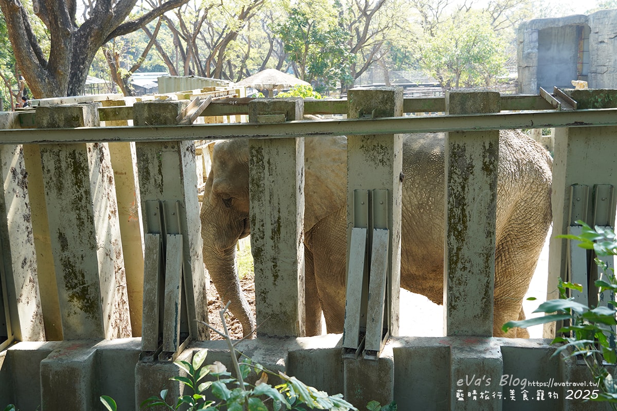 【高雄景點】壽山動物園,園區提供付費小火車搭乘遊園也設置天空廊道與下沉式觀察廊道可以從不同的角度來看動物們不同的一面,究竟是看動物?還是給動物看?。高雄親子旅遊 - 第35張圖