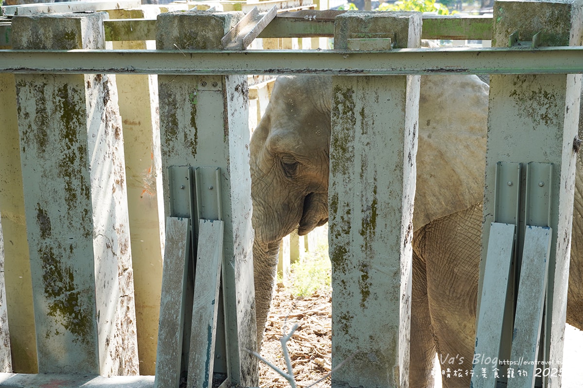 【高雄景點】壽山動物園,園區提供付費小火車搭乘遊園也設置天空廊道與下沉式觀察廊道可以從不同的角度來看動物們不同的一面,究竟是看動物?還是給動物看?。高雄親子旅遊 - 第36張圖