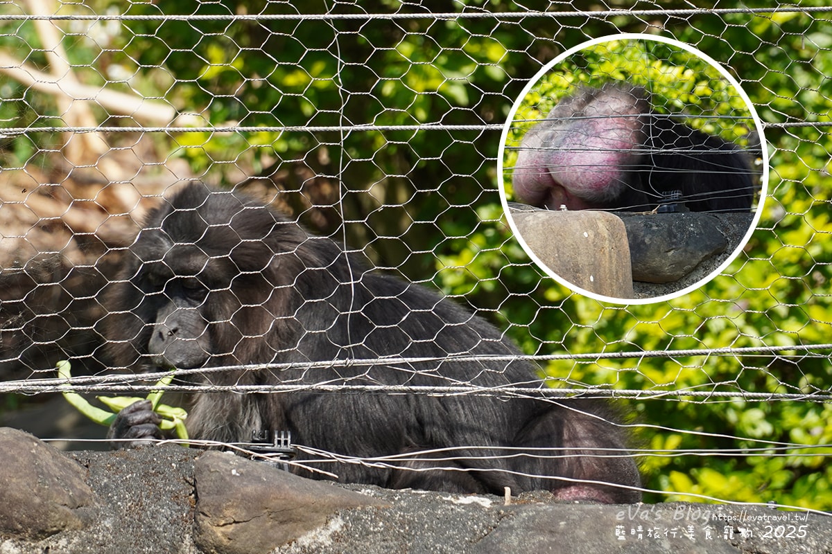 【高雄景點】壽山動物園,園區提供付費小火車搭乘遊園也設置天空廊道與下沉式觀察廊道可以從不同的角度來看動物們不同的一面,究竟是看動物?還是給動物看?。高雄親子旅遊 - 第43張圖