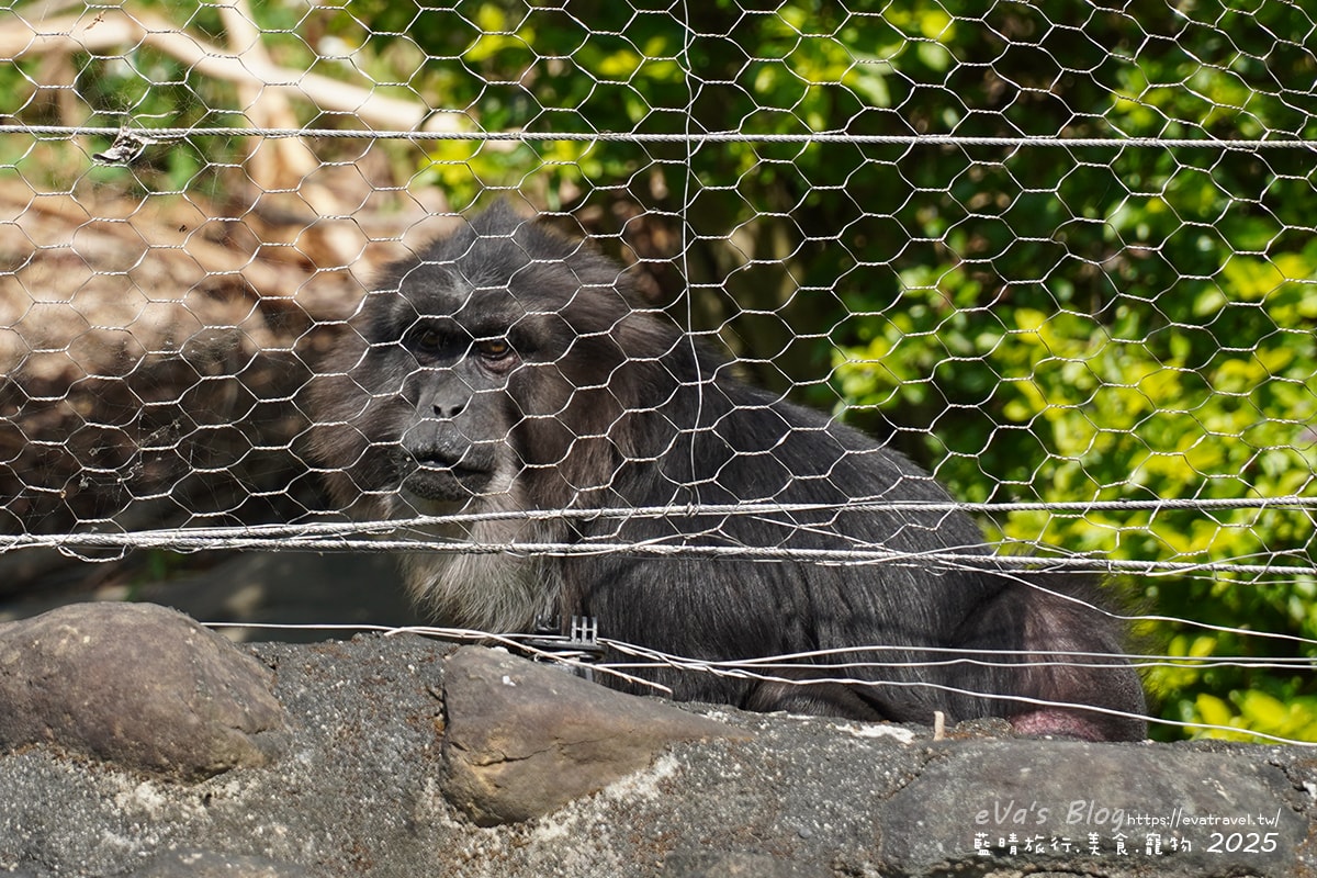 【高雄景點】壽山動物園,園區提供付費小火車搭乘遊園也設置天空廊道與下沉式觀察廊道可以從不同的角度來看動物們不同的一面,究竟是看動物?還是給動物看?。高雄親子旅遊 - 第44張圖