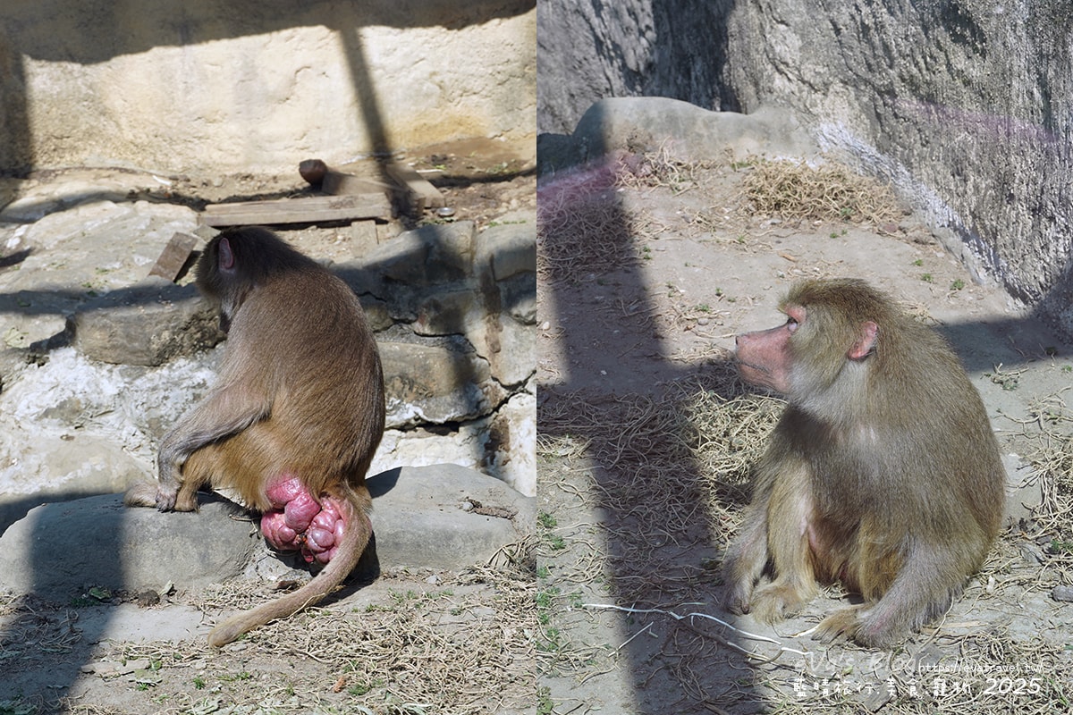 【高雄景點】壽山動物園,園區提供付費小火車搭乘遊園也設置天空廊道與下沉式觀察廊道可以從不同的角度來看動物們不同的一面,究竟是看動物?還是給動物看?。高雄親子旅遊 - 第47張圖