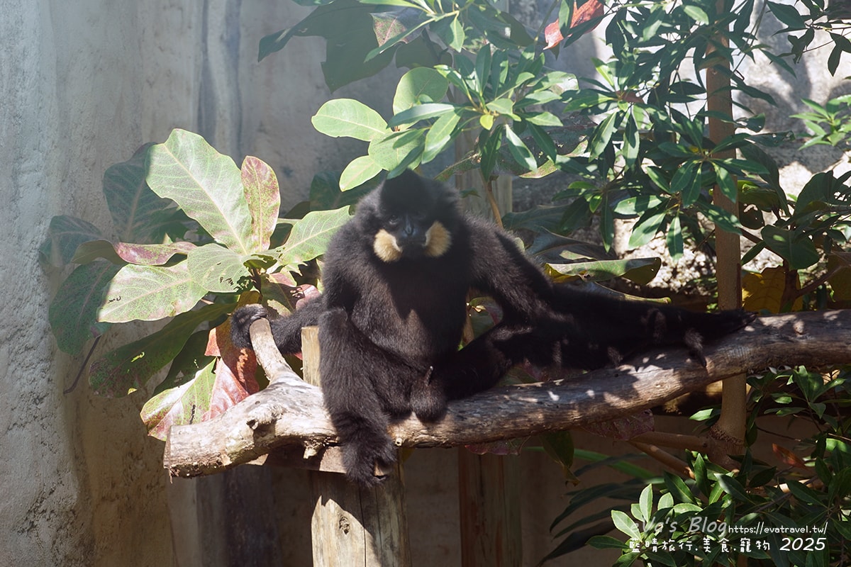 【高雄景點】壽山動物園,園區提供付費小火車搭乘遊園也設置天空廊道與下沉式觀察廊道可以從不同的角度來看動物們不同的一面,究竟是看動物?還是給動物看?。高雄親子旅遊 - 第48張圖