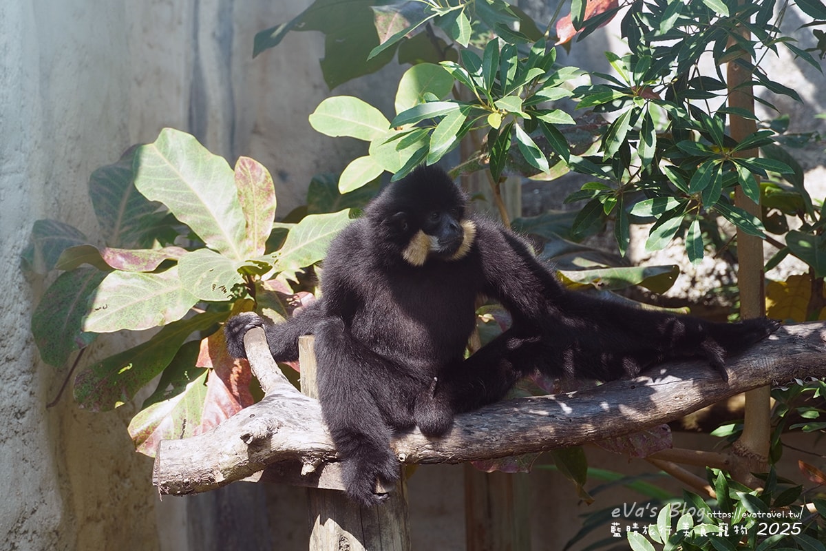 【高雄景點】壽山動物園,園區提供付費小火車搭乘遊園也設置天空廊道與下沉式觀察廊道可以從不同的角度來看動物們不同的一面,究竟是看動物?還是給動物看?。高雄親子旅遊 - 第49張圖