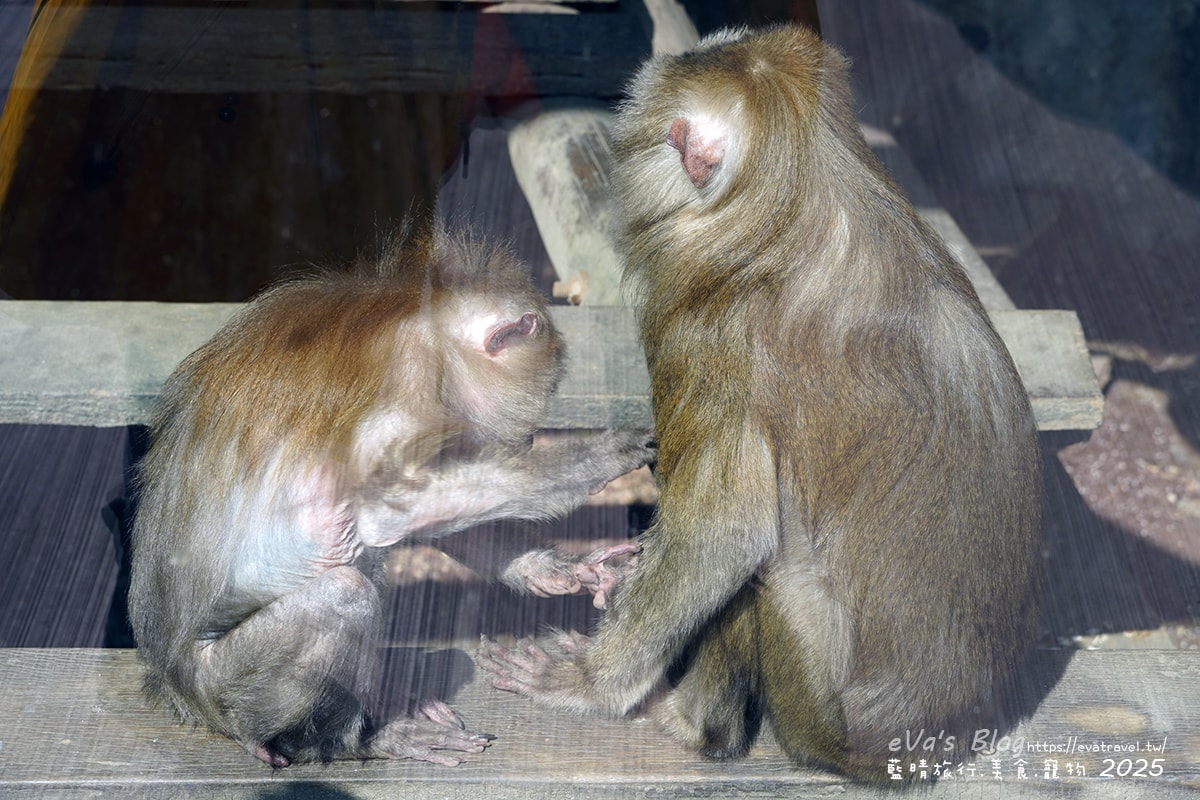 【高雄景點】壽山動物園,園區提供付費小火車搭乘遊園也設置天空廊道與下沉式觀察廊道可以從不同的角度來看動物們不同的一面,究竟是看動物?還是給動物看?。高雄親子旅遊 - 第50張圖