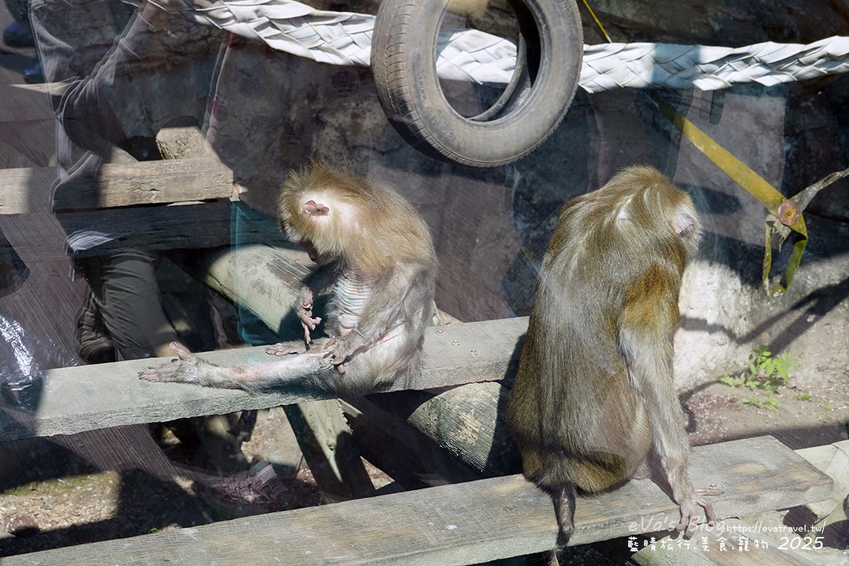 【高雄景點】壽山動物園,園區提供付費小火車搭乘遊園也設置天空廊道與下沉式觀察廊道可以從不同的角度來看動物們不同的一面,究竟是看動物?還是給動物看?。高雄親子旅遊 - 第51張圖