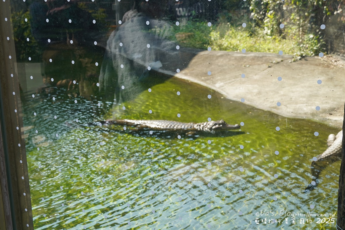 【高雄景點】壽山動物園,園區提供付費小火車搭乘遊園也設置天空廊道與下沉式觀察廊道可以從不同的角度來看動物們不同的一面,究竟是看動物?還是給動物看?。高雄親子旅遊 - 第52張圖