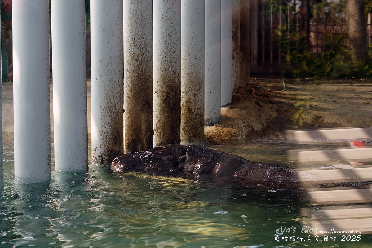 【高雄景點】壽山動物園,園區提供付費小火車搭乘遊園也設置天空廊道與下沉式觀察廊道可以從不同的角度來看動物們不同的一面,究竟是看動物?還是給動物看?。高雄親子旅遊 - 第53張圖