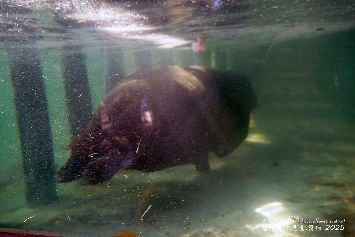 【高雄景點】壽山動物園,園區提供付費小火車搭乘遊園也設置天空廊道與下沉式觀察廊道可以從不同的角度來看動物們不同的一面,究竟是看動物?還是給動物看?。高雄親子旅遊 - 第54張圖