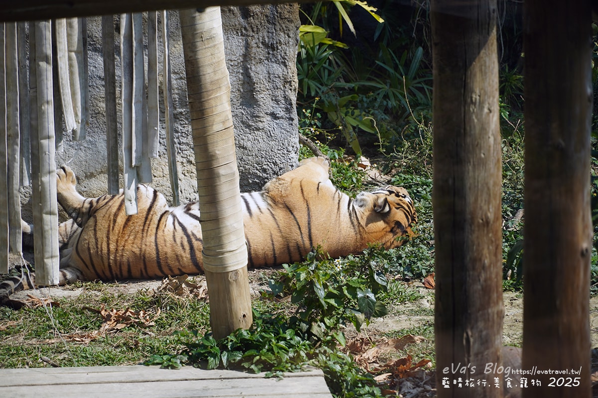 【高雄景點】壽山動物園,園區提供付費小火車搭乘遊園也設置天空廊道與下沉式觀察廊道可以從不同的角度來看動物們不同的一面,究竟是看動物?還是給動物看?。高雄親子旅遊 - 第56張圖