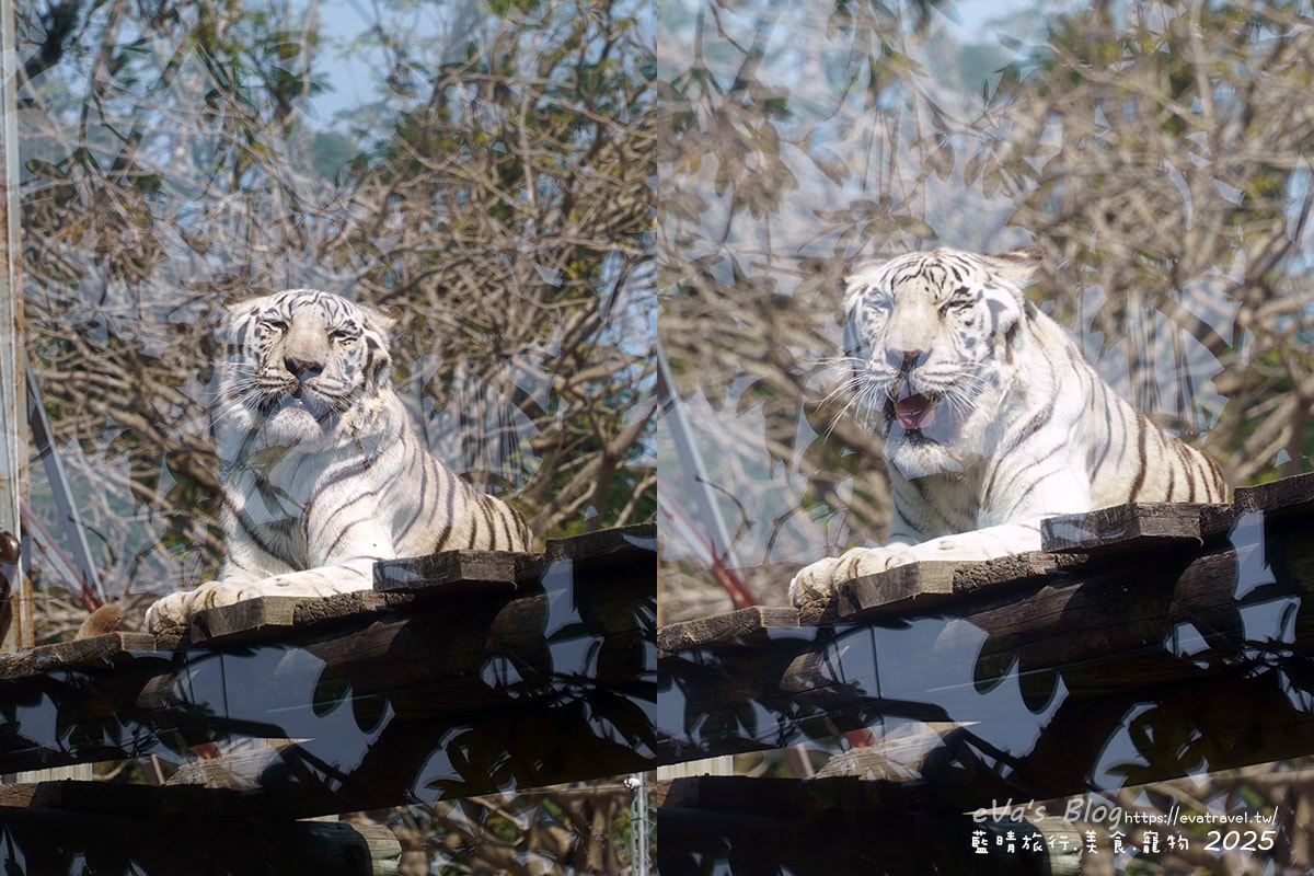 【高雄景點】壽山動物園,園區提供付費小火車搭乘遊園也設置天空廊道與下沉式觀察廊道可以從不同的角度來看動物們不同的一面,究竟是看動物?還是給動物看?。高雄親子旅遊 - 第58張圖