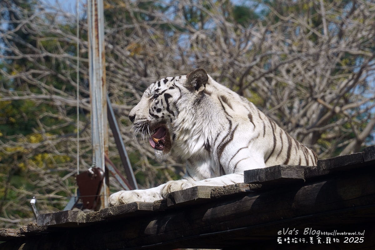 【高雄景點】壽山動物園,園區提供付費小火車搭乘遊園也設置天空廊道與下沉式觀察廊道可以從不同的角度來看動物們不同的一面,究竟是看動物?還是給動物看?。高雄親子旅遊 - 第59張圖
