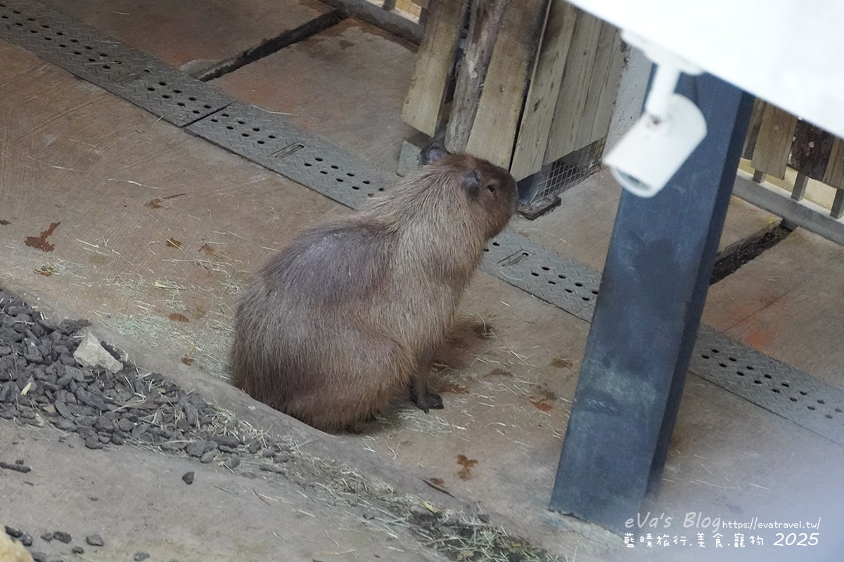 【高雄景點】壽山動物園,園區提供付費小火車搭乘遊園也設置天空廊道與下沉式觀察廊道可以從不同的角度來看動物們不同的一面,究竟是看動物?還是給動物看?。高雄親子旅遊 - 第66張圖