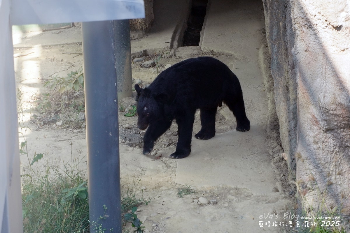 【高雄景點】壽山動物園,園區提供付費小火車搭乘遊園也設置天空廊道與下沉式觀察廊道可以從不同的角度來看動物們不同的一面,究竟是看動物?還是給動物看?。高雄親子旅遊 - 第68張圖