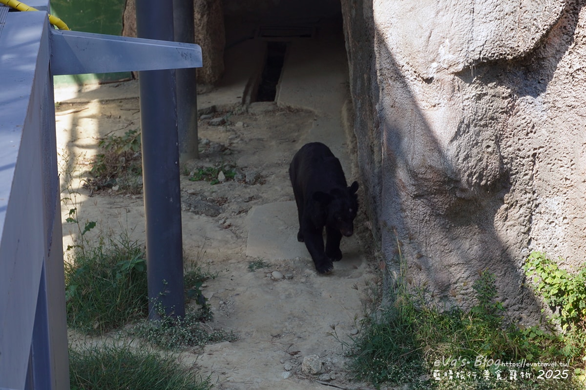 【高雄景點】壽山動物園,園區提供付費小火車搭乘遊園也設置天空廊道與下沉式觀察廊道可以從不同的角度來看動物們不同的一面,究竟是看動物?還是給動物看?。高雄親子旅遊 - 第69張圖