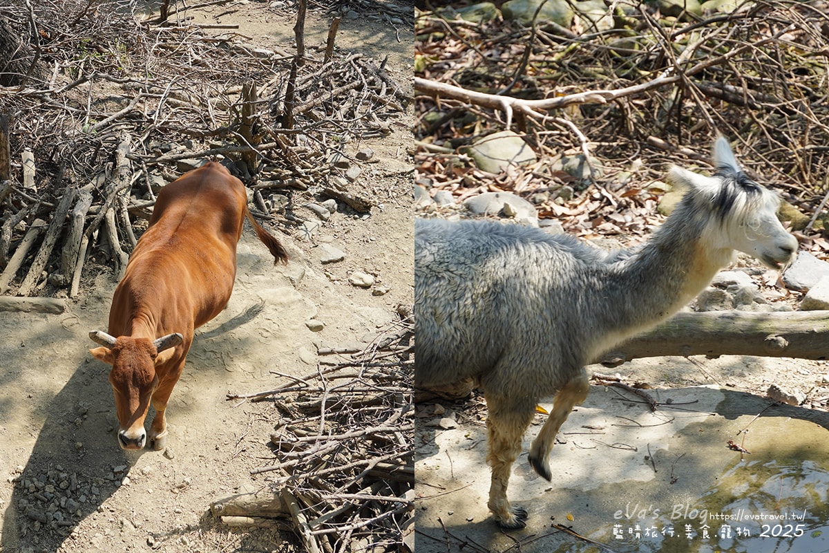 【高雄景點】壽山動物園,園區提供付費小火車搭乘遊園也設置天空廊道與下沉式觀察廊道可以從不同的角度來看動物們不同的一面,究竟是看動物?還是給動物看?。高雄親子旅遊 - 第64張圖