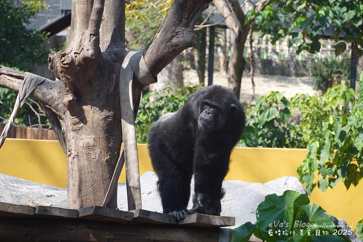 【高雄景點】壽山動物園,園區提供付費小火車搭乘遊園也設置天空廊道與下沉式觀察廊道可以從不同的角度來看動物們不同的一面,究竟是看動物?還是給動物看?。高雄親子旅遊 - 第60張圖