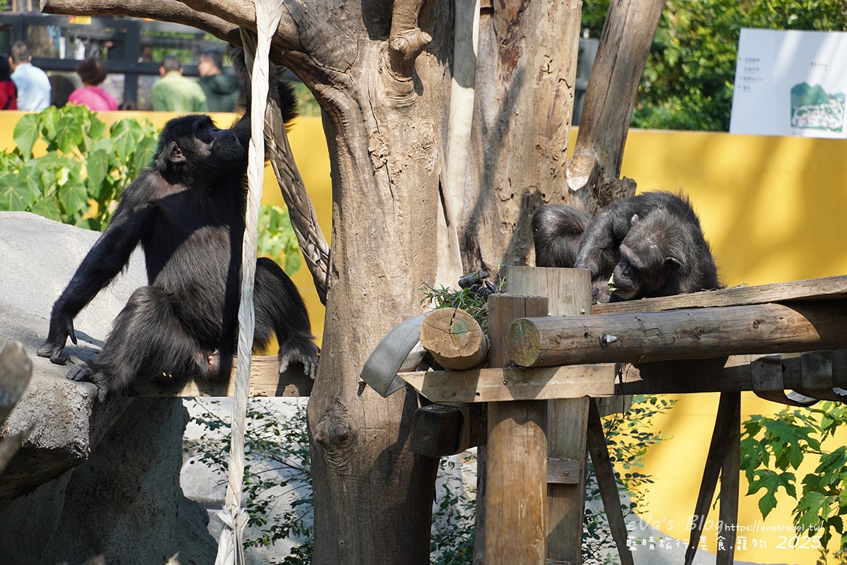 【高雄景點】壽山動物園,園區提供付費小火車搭乘遊園也設置天空廊道與下沉式觀察廊道可以從不同的角度來看動物們不同的一面,究竟是看動物?還是給動物看?。高雄親子旅遊 - 第61張圖