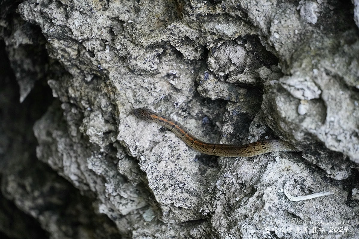 【小琉球探洞系列①】美人洞傳說＋十三景拍照亮點｜門票資訊與海蝕步道攻略。小琉球旅行