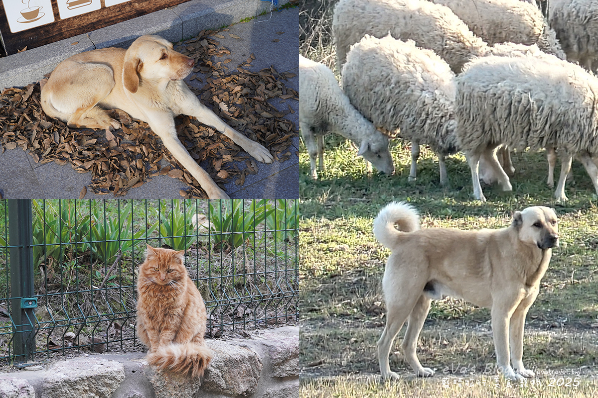 特洛伊遺址園區中的動物身影，包括狗狗、貓貓與牧羊犬，增添遊園趣味