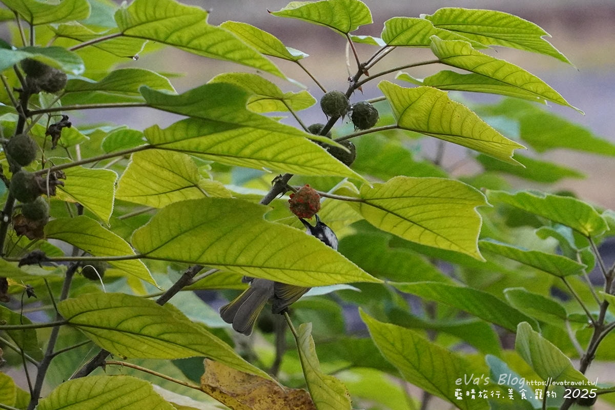 陽台外白頭翁覓食景象，貼近自然生態