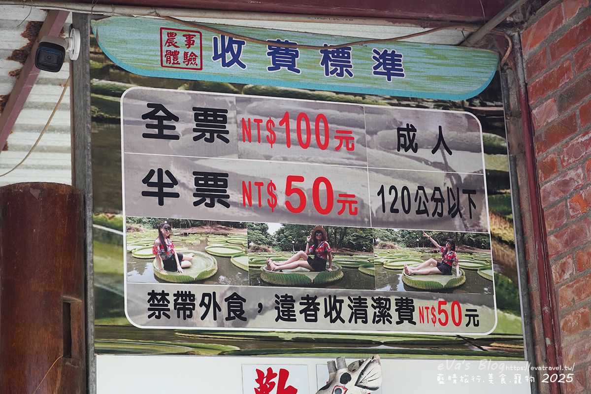 【桃園季節限定】蓮荷園休閒農場|夏日大王蓮體驗、水上漂拍照景點、特色美食洛神花臭豆腐、蓮子豆花。桃園景點 - 第4張圖
