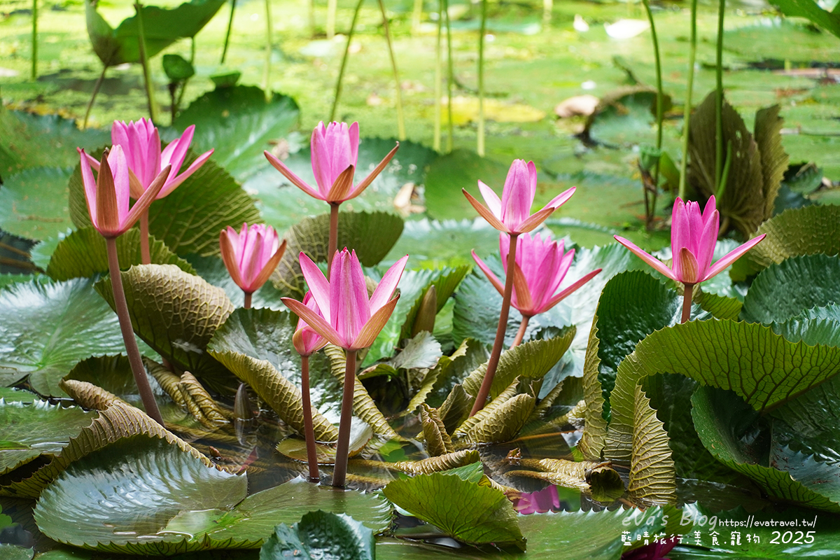 【桃園季節限定】蓮荷園休閒農場|夏日大王蓮體驗、水上漂拍照景點、特色美食洛神花臭豆腐、蓮子豆花。桃園景點 - 第7張圖