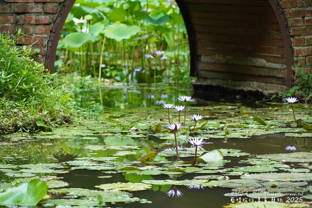 【桃園季節限定】蓮荷園休閒農場|夏日大王蓮體驗、水上漂拍照景點、特色美食洛神花臭豆腐、蓮子豆花。桃園景點 - 第6張圖