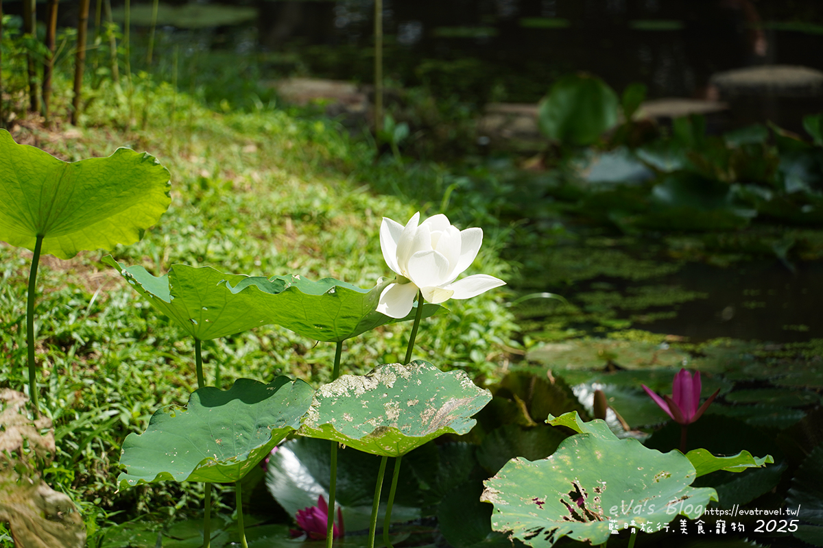 【桃園季節限定】蓮荷園休閒農場|夏日大王蓮體驗、水上漂拍照景點、特色美食洛神花臭豆腐、蓮子豆花。桃園景點 - 第8張圖