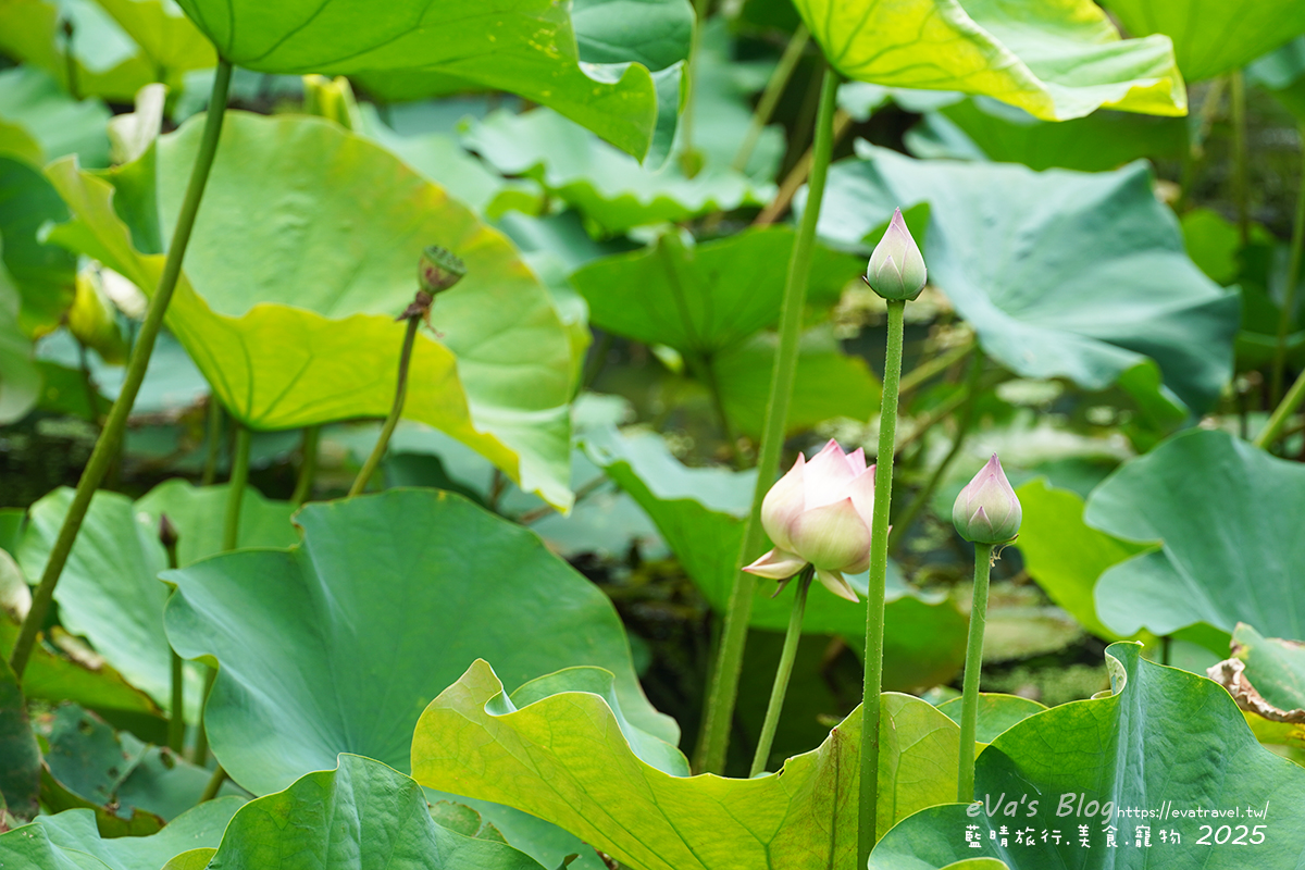 桃園觀音蓮荷園休閒農場粉紅蓮花花苞，蓄勢待放於綠葉之間