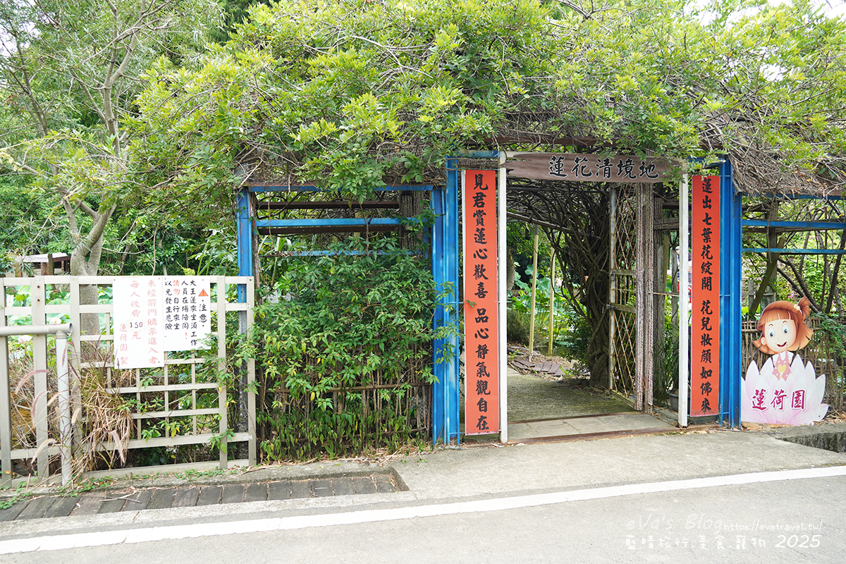 桃園蓮荷園休閒農場蓮花清境地，夏季大王蓮乘坐與拍照場景