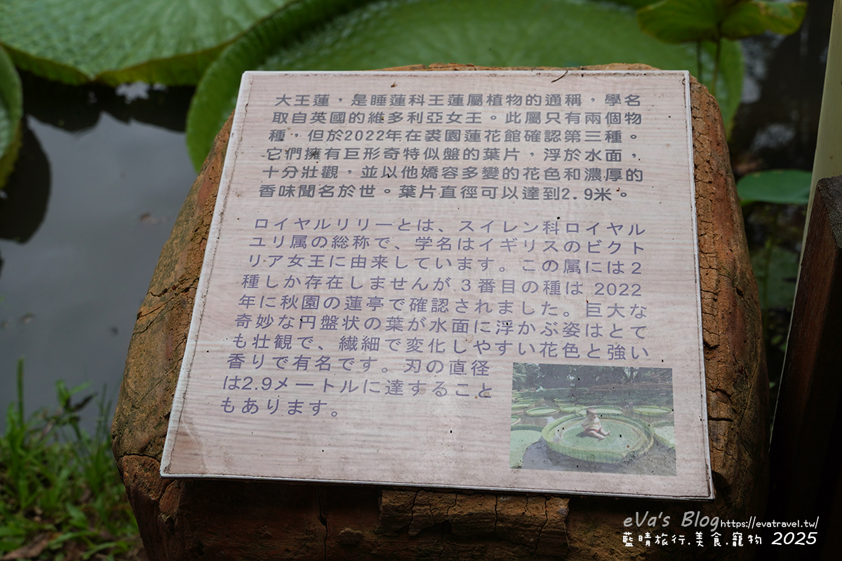 大王蓮介紹解說看板，植物學資訊