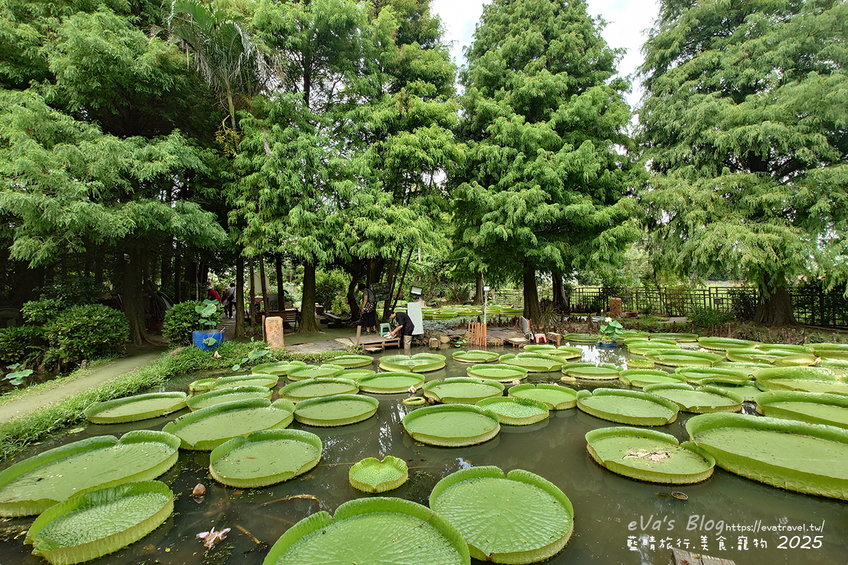 【桃園季節限定】蓮荷園休閒農場|夏日大王蓮體驗、水上漂拍照景點、特色美食洛神花臭豆腐、蓮子豆花。桃園景點 - 第28張圖