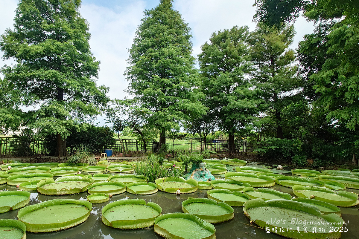【桃園季節限定】蓮荷園休閒農場|夏日大王蓮體驗、水上漂拍照景點、特色美食洛神花臭豆腐、蓮子豆花。桃園景點 - 第27張圖