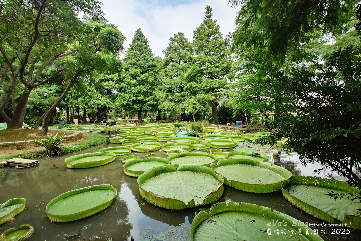 【桃園季節限定】蓮荷園休閒農場|夏日大王蓮體驗、水上漂拍照景點、特色美食洛神花臭豆腐、蓮子豆花。桃園景點 - 第29張圖