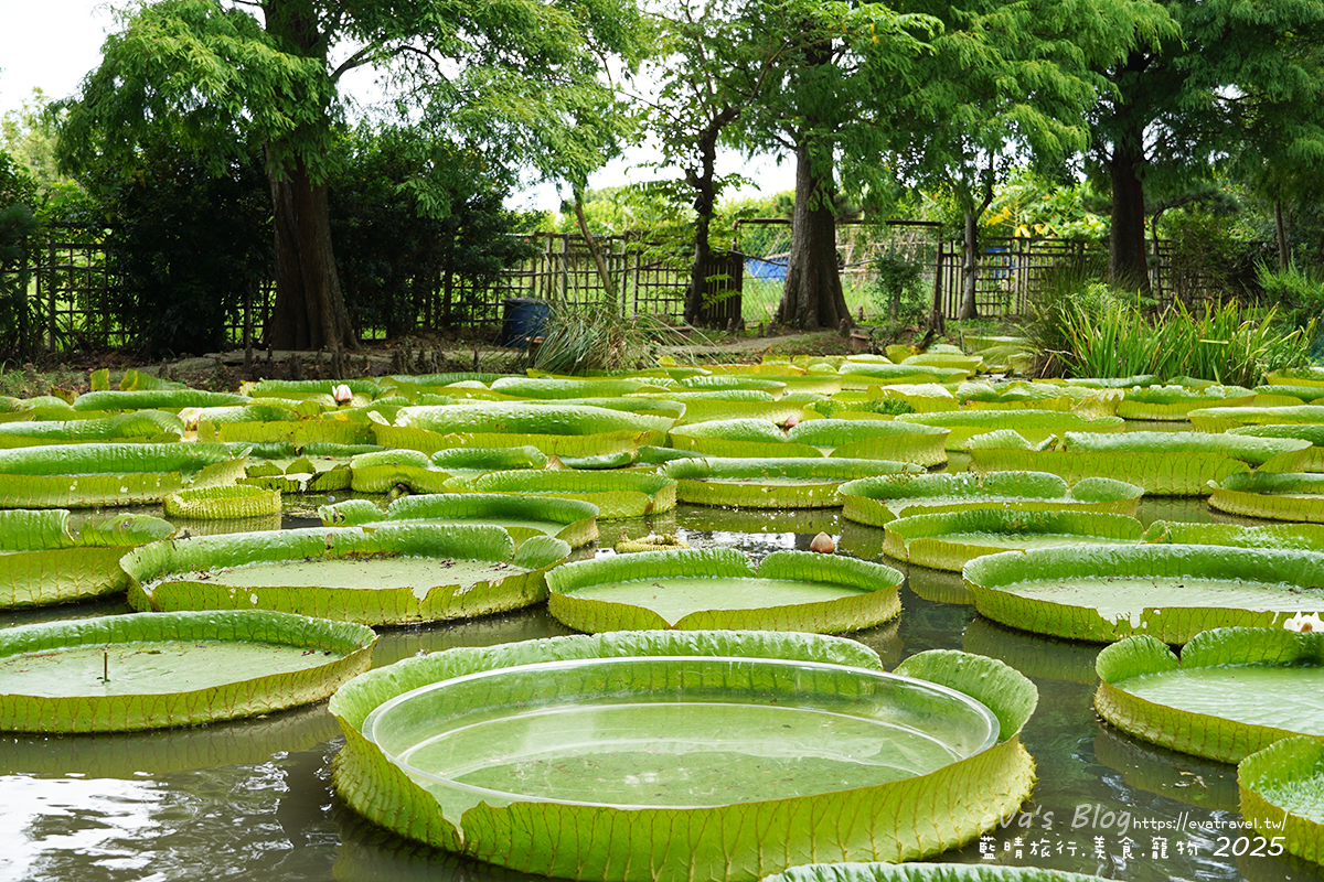 【桃園季節限定】蓮荷園休閒農場|夏日大王蓮體驗、水上漂拍照景點、特色美食洛神花臭豆腐、蓮子豆花。桃園景點 - 第31張圖