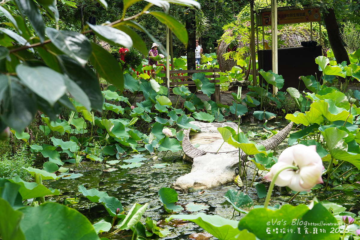 【桃園季節限定】蓮荷園休閒農場|夏日大王蓮體驗、水上漂拍照景點、特色美食洛神花臭豆腐、蓮子豆花。桃園景點 - 第52張圖