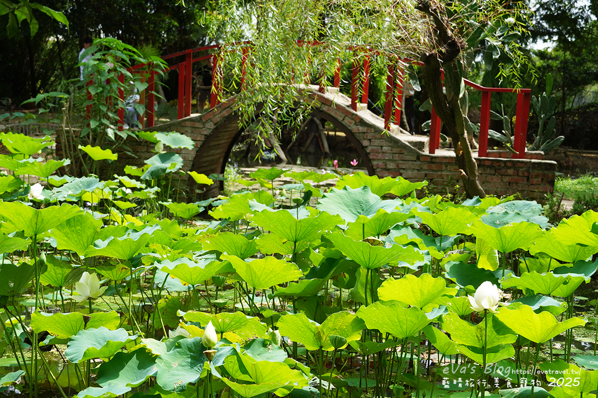 【桃園季節限定】蓮荷園休閒農場|夏日大王蓮體驗、水上漂拍照景點、特色美食洛神花臭豆腐、蓮子豆花。桃園景點 - 第58張圖