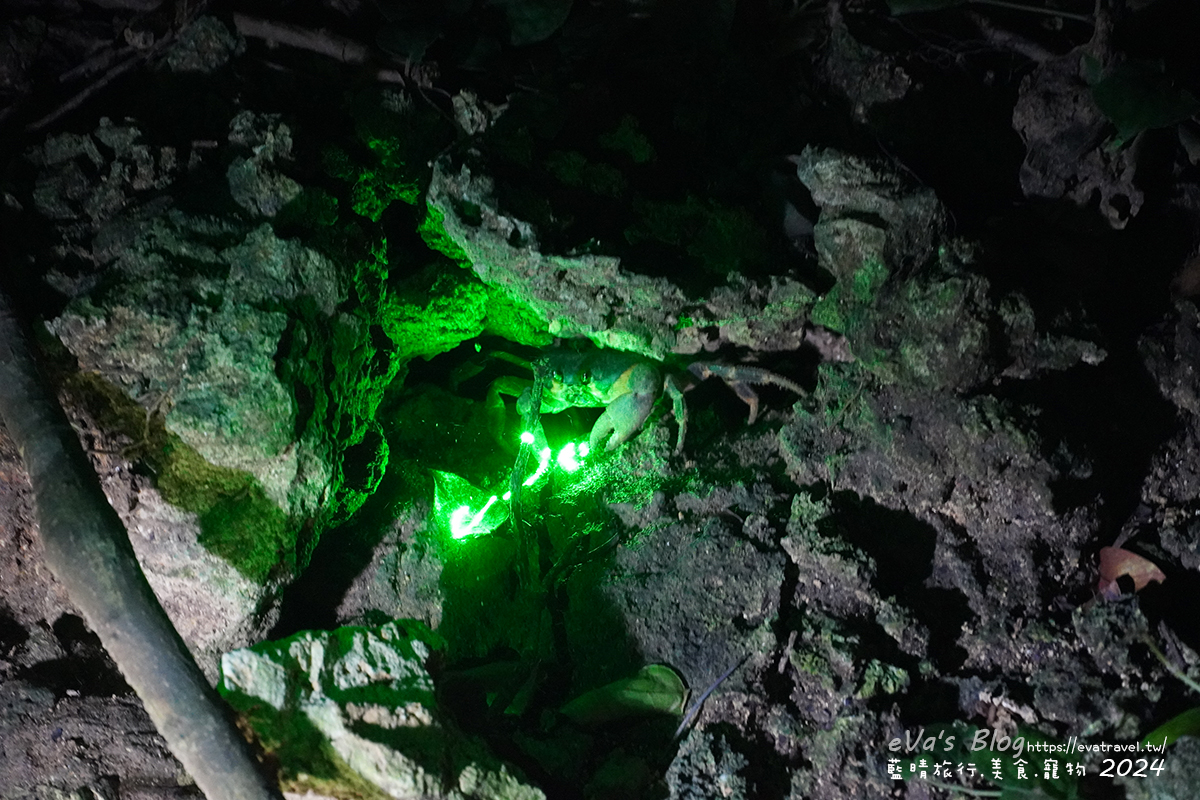 【小琉球活動】夜間生態導覽|觀星、紫地蟹、愛情鳥、棋盤腳花開體驗。小琉球旅行 - 第5張圖