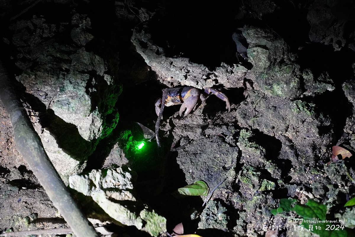 【小琉球活動】夜間生態導覽|觀星、紫地蟹、愛情鳥、棋盤腳花開體驗。小琉球旅行 - 第6張圖